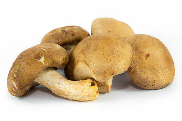 istock Brown mushrooms on white background 506975023