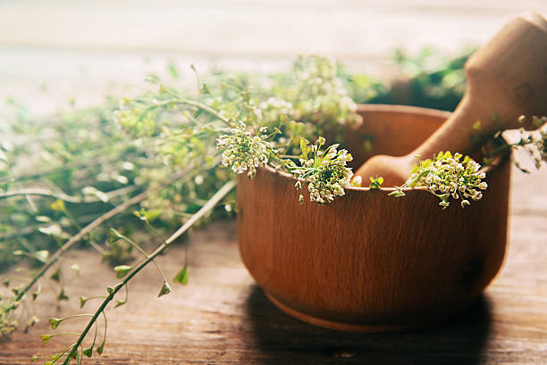 허브 capsella in 오프라인 - alternative medicine mortar and pestle herbal medicine herb 뉴스 사진 이미지