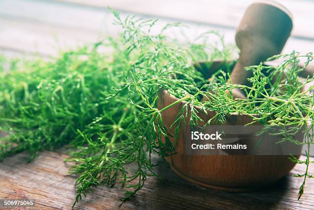 Equisetum Medicinal Plant Stock Photo - Download Image Now - Alternative Medicine, Beauty In Nature, Botany