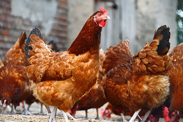 istock Chickens on traditional free range poultry farm 506975127