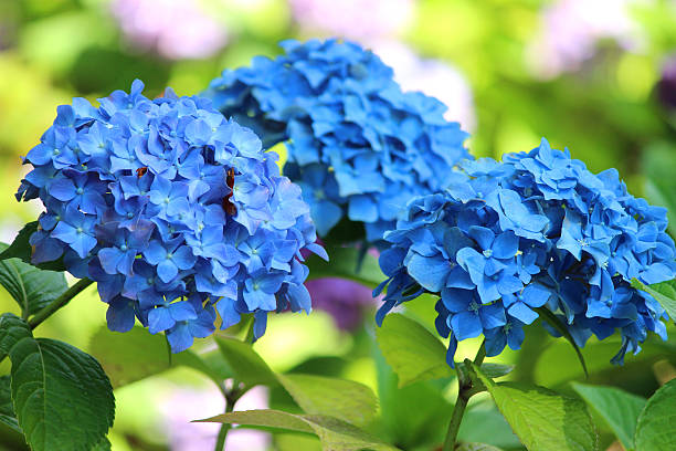 画像の明るいブルーのアジザイ花、mophead アジザイブッシュガーデン - hydrangea gardening blue ornamental garden ストックフォトと画像
