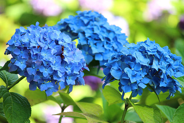 istock Image of bright blue hydrangea flowers, mophead hydrangea bush, garden 506975211