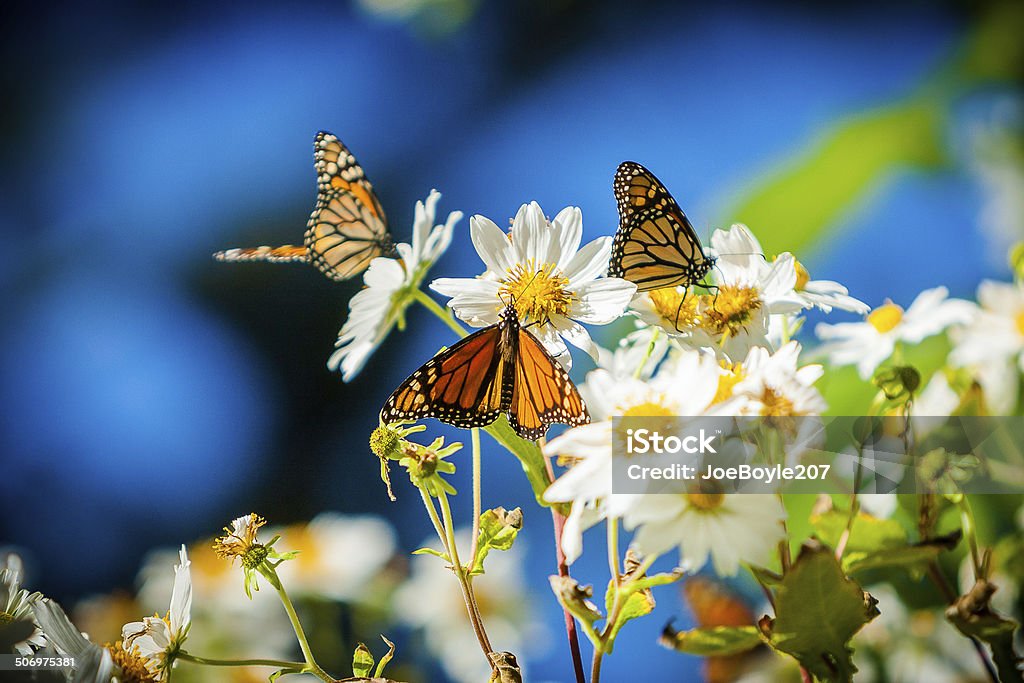 Butterflies On White Daisies When I was traveling to Monterey, California I discovered this eucalyptus grove for the butterflies as they make their journey towards warmer climates! This "resting place" is located in Pacific Grove. Monarch Butterfly Stock Photo