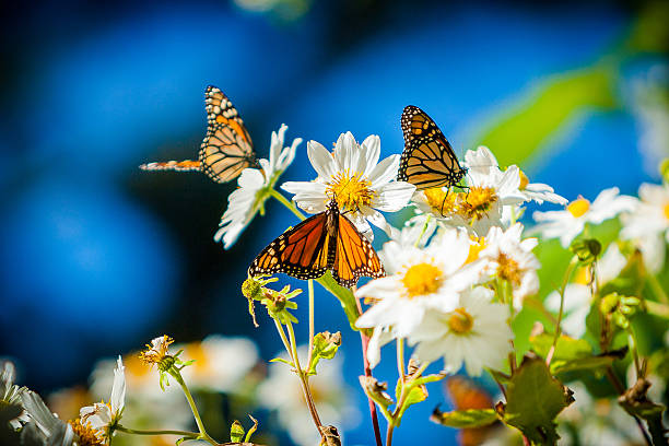 Butterflies On White Daisies When I was traveling to Monterey, California I discovered this eucalyptus grove for the butterflies as they make their journey towards warmer climates! This "resting place" is located in Pacific Grove. pacific grove stock pictures, royalty-free photos & images