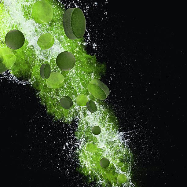 istock Young barley, chlorella superfood. 506975439