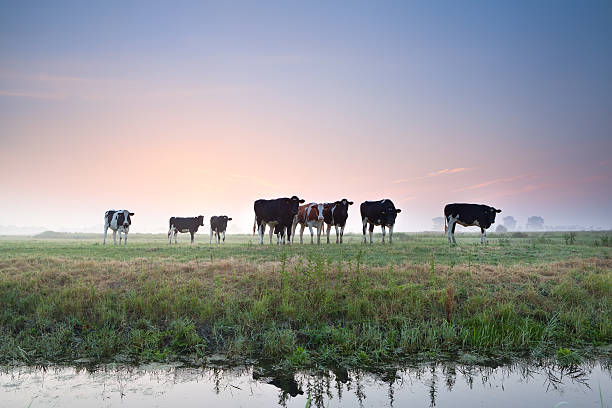 istock cattle herd on pasture at sunrise 506975779