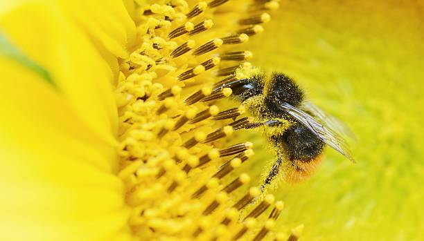 медоносная пчела на цветок - close to moving up closed single flower стоковые фото и изображения