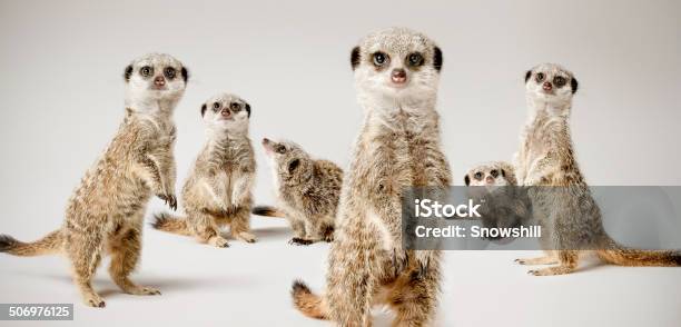 Meerkats Stock Photo - Download Image Now - Meerkat, Group Of Animals, Cut Out