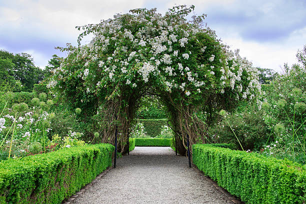 istock Beautiful arch formed by flowers 506976851