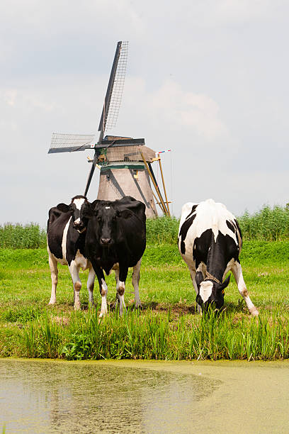 vacas e moinho - alblasserwaard imagens e fotografias de stock