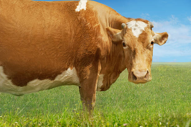 istock Brown Cow Standing In Field 506977385