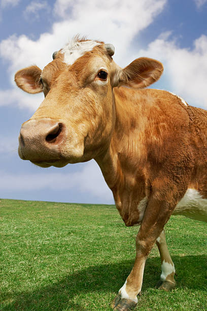 istock Brown Cow Walking In Field 506977393