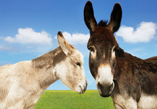 istock White And Brown Donkeys In Field 506977413
