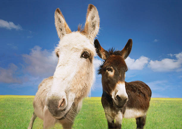 istock White And Brown Donkeys In Field 506977417