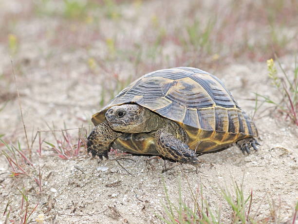 istock Spur-Thighed tortoise or Greek tortoise (Testudo graeca ibera) 506977515