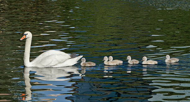 istock Mute Swan with Cygnets 506978143