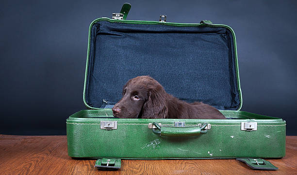 istock Puppy goes on holiday 506978391
