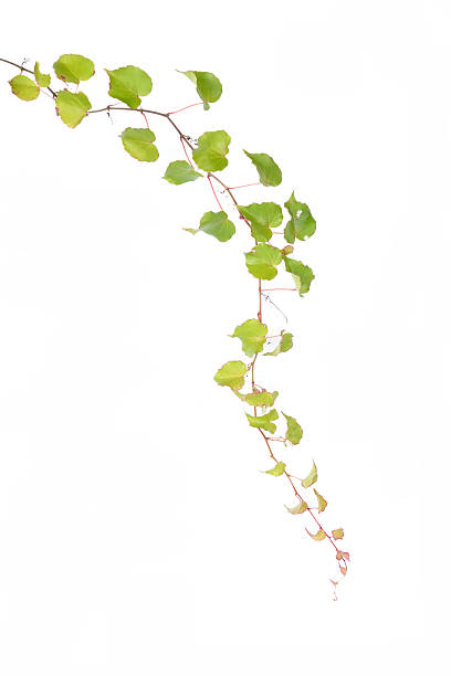 istock ivy leaves isolated on a white background 506978523