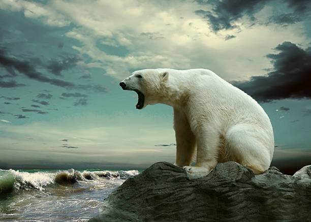 istock White Polar Bear Hunter on the Ice in water drops. 506978869