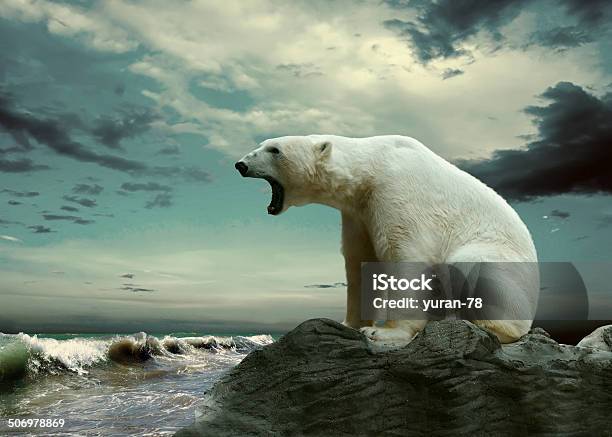 White Polar Bear Hunter On The Ice In Water Drops Stock Photo - Download Image Now - Bear, Arctic, Polar Climate