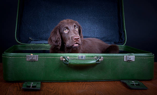istock Puppy goes on holiday 506978965