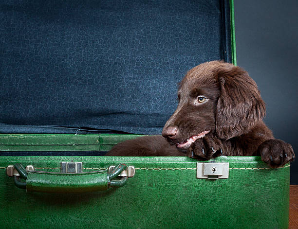 istock Puppy goes on holiday 506979161
