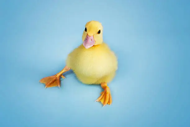 Portrait of a duckling against blue background