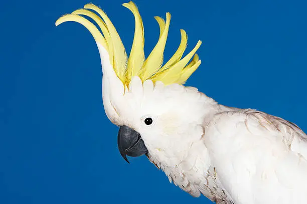 Closeup side view of a cockatoo against blue background