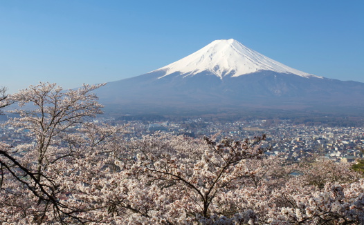 View of Mountain Fuji and sakura cherry blossom