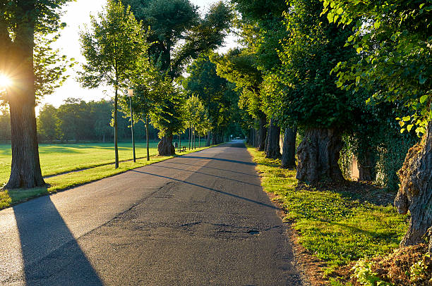 istock Sunny road with green trees at sunset 506980763