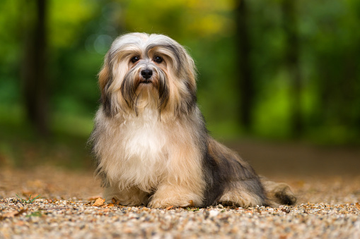 Habanés perro hermosa joven tendido sobre un camino de grava del bosque photo