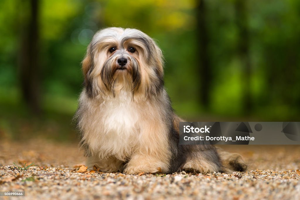 Beautiful young havanese dog sitting on a gravel forest road Beautiful young havanese dog is sitting on a gravel forest road in soft light in late summer Havanese Stock Photo