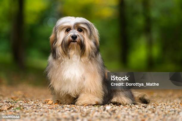 Beautiful Young Havanese Dog Sitting On A Gravel Forest Road Stock Photo - Download Image Now