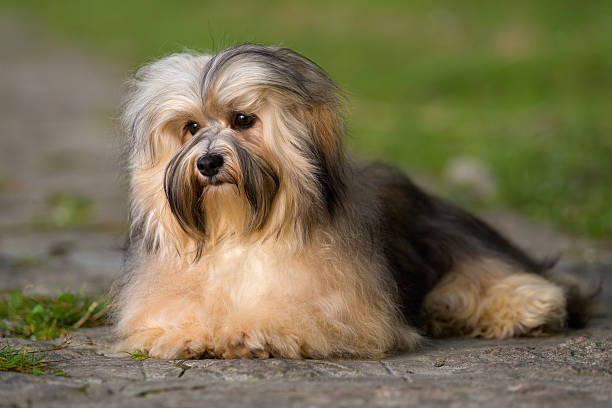 istock Cute young havanese dog lying on a paved road 506991010