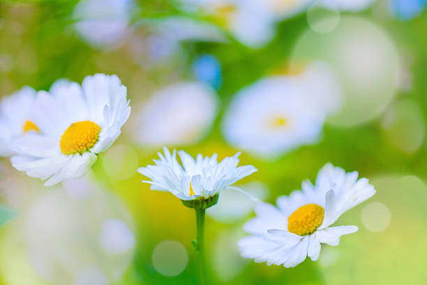 istock Daisy flowers in the field 506991082