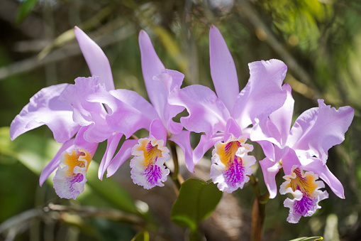 Cattleya Mossiae orchid bloom outdoors.