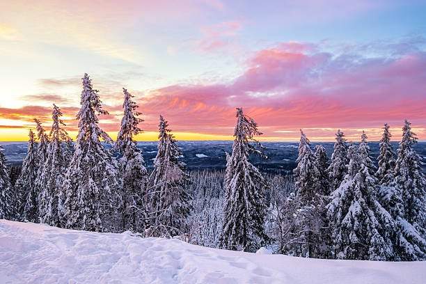 istock Snow covered Spruce Trees at sunset, Oslo Norway 506992144
