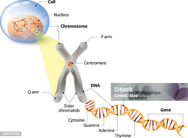 Ilustración de Célula Cromosoma Adn Y Los Genes y más Vectores Libres de Derechos de Cromosoma - Cromosoma, ADN, Célula