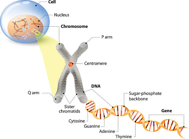 Cell, Chromosome, DNA and gene Cell, Chromosome, DNA and gene. Cell Structure. The DNA molecule is a double helix. A gene is a length of DNA that codes for a specific protein. Genome Study nucleus stock illustrations