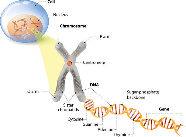 Cell, Chromosome, DNA and gene Cell, Chromosome, DNA and gene. Cell Structure. The DNA molecule is a double helix. A gene is a length of DNA that codes for a specific protein. Genome Study human cells stock illustrations