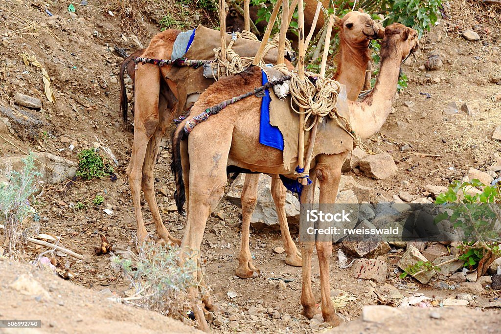 Par de dromedário camelos no domingo mercado. Senbete-Etiópia. 0057 - Foto de stock de Amarrado royalty-free