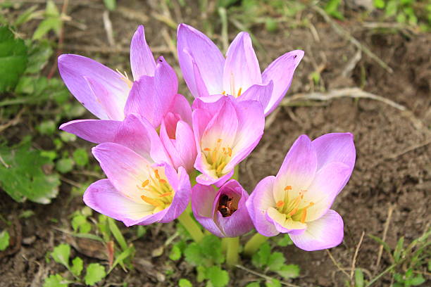 květy colchicum autumnale - ocún-jesenní - stock snímky, obrázky a fotky
