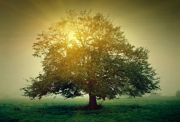 istock Tree in the meadow in the mist with sunlight 506993692
