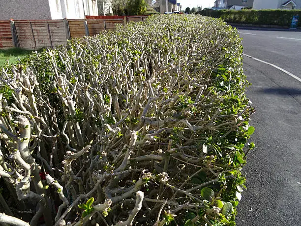 Photo showing a heavily pruned common privet hedge.  The Latin name for this particular species of hedging is: Ligustrum vulgare.  Of note, in a couple of months, this privet was covered with fresh new shoots.