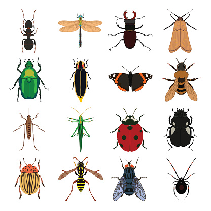 Insect vector set. Butterfly, wasp, tick, ant, dragonfly, beetle, grasshopper, locust, fly, bumblebee and other