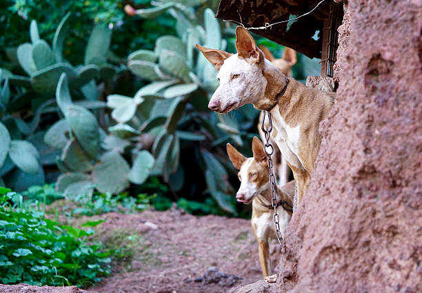 mantenha a distância - podenco - fotografias e filmes do acervo