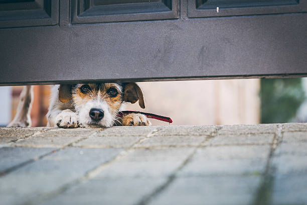 istock Cute Dog Hunched Below Door Staring Into Camera 506995282