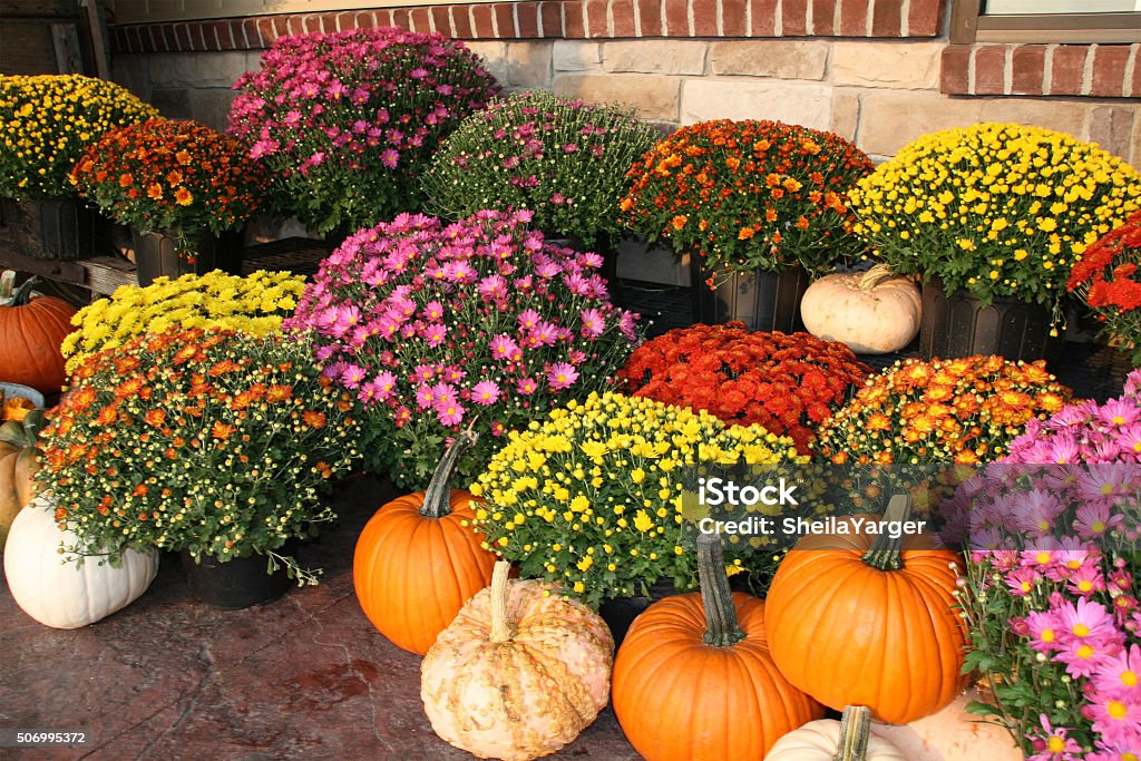 Otoño calabaza y flores - Foto de stock de Crisantemo libre de derechos