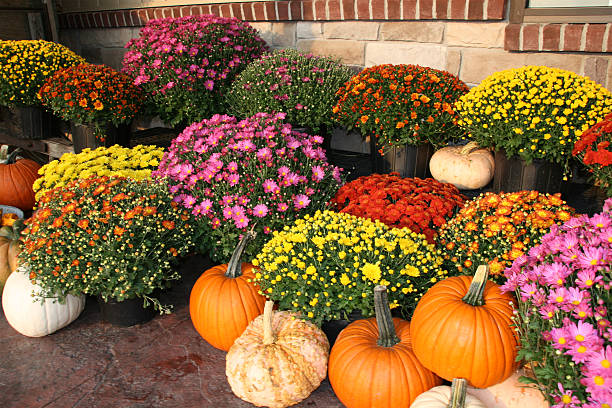 otoño calabaza y flores - chrysanthemum fotografías e imágenes de stock