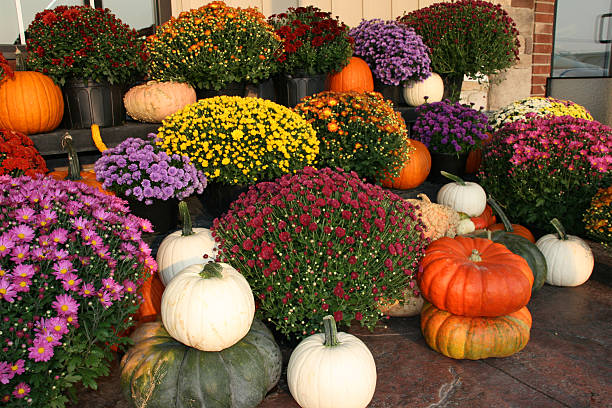 istock Autumn Pumpkins and flowers 506995574